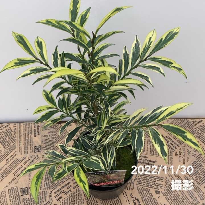 斑入りヒサカキ トリカラー 4号｜花木10-TU | 花木・庭木 | 赤塚植物園