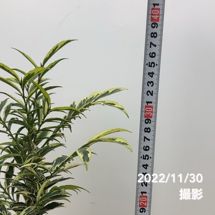 斑入りヒサカキ トリカラー 4号｜花木10-TU | 花木・庭木 | 赤塚植物園