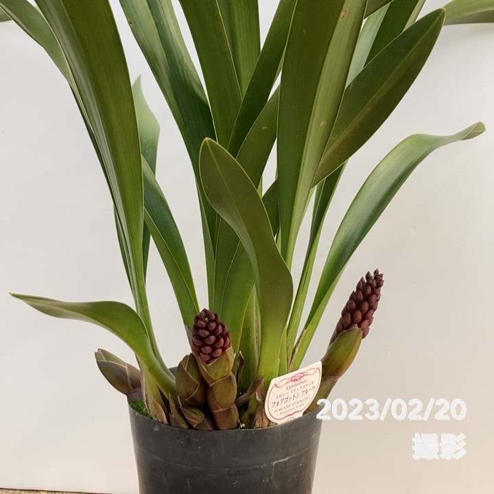 花芽5個。5鉢セット。希少品種。フォアゴットンフルーツ。蜜蜂