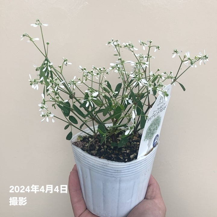 PW ユーフォルビア ダイアモンドフロスト 3～3.5号×3株セット PVP