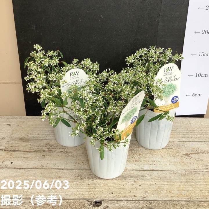 PW ユーフォルビア ダイアモンドフロスト 3～3.5号×3株セット PVP