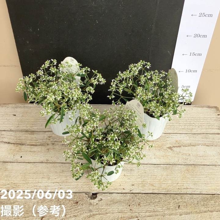 PW ユーフォルビア ダイアモンドフロスト 3～3.5号×3株セット PVP