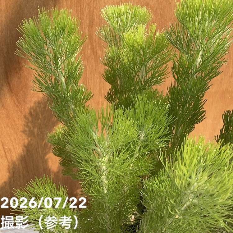 決算P5倍！8/2まで】アデナンサス ウーリーブッシュ 5号｜花木04-PA