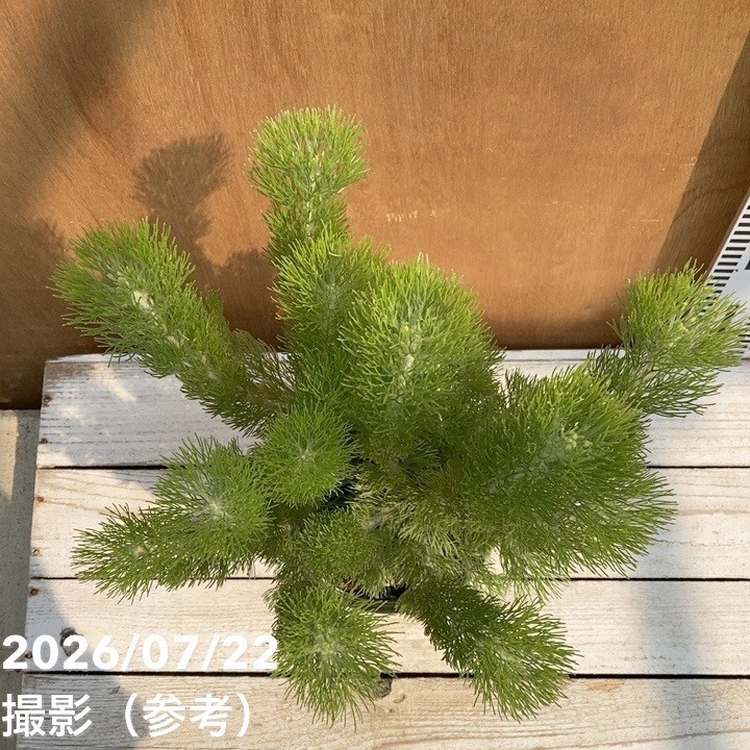 決算P5倍！8/2まで】アデナンサス ウーリーブッシュ 5号｜花木04-PA