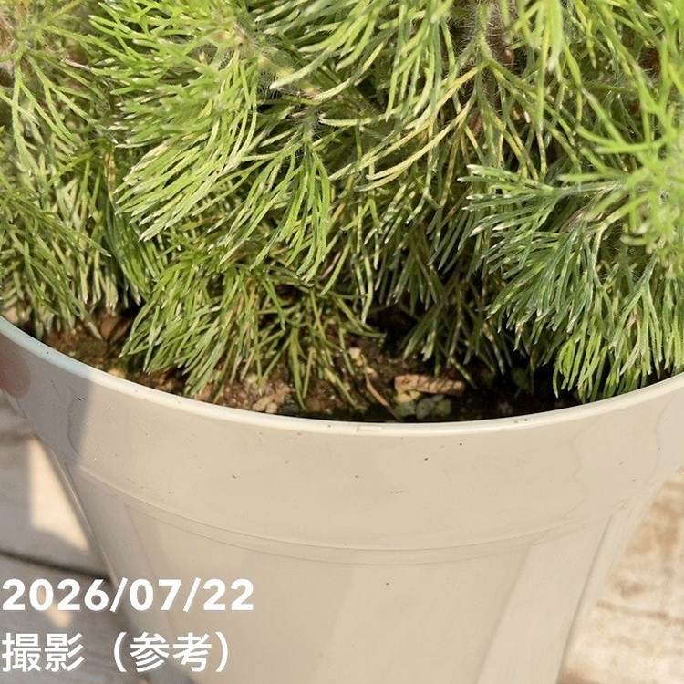 決算P5倍！8/2まで】アデナンサス ウーリーブッシュ 5号｜花木04-PA