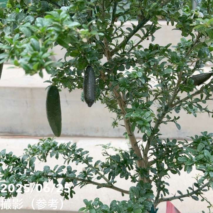 フィンガーライム 5号ロングスリット鉢 リトルルビー｜柑橘