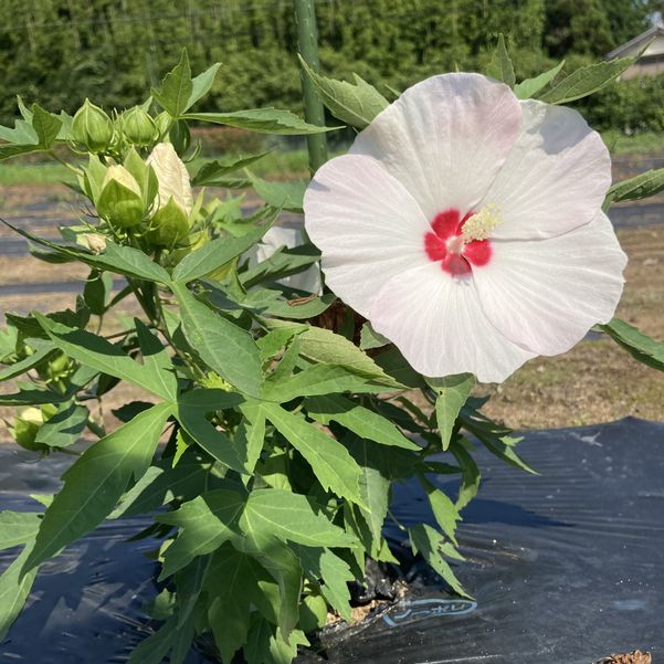 しろ　スターバックスのCDコレクション ピンク・マルティーニ等 ディスク ピンク・レディー、初DVD化映像満載の永久保存盤DVD6枚組BOXを4月19日