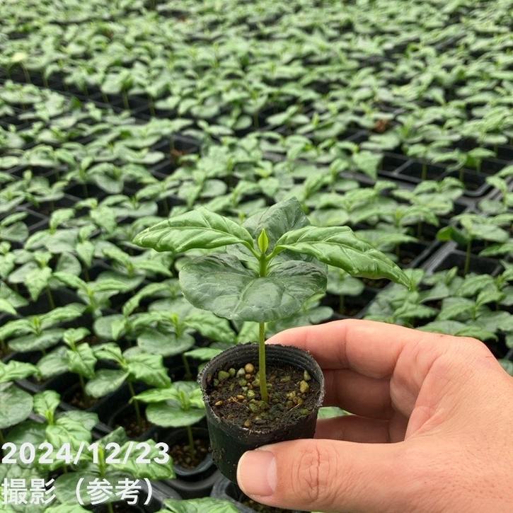 コーヒーの木 2号 50鉢セット|観葉02-D2