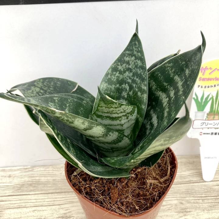 専用ページ 小鳥 3羽 リース 蔓植物 top-scaled.jpg?fit=2560