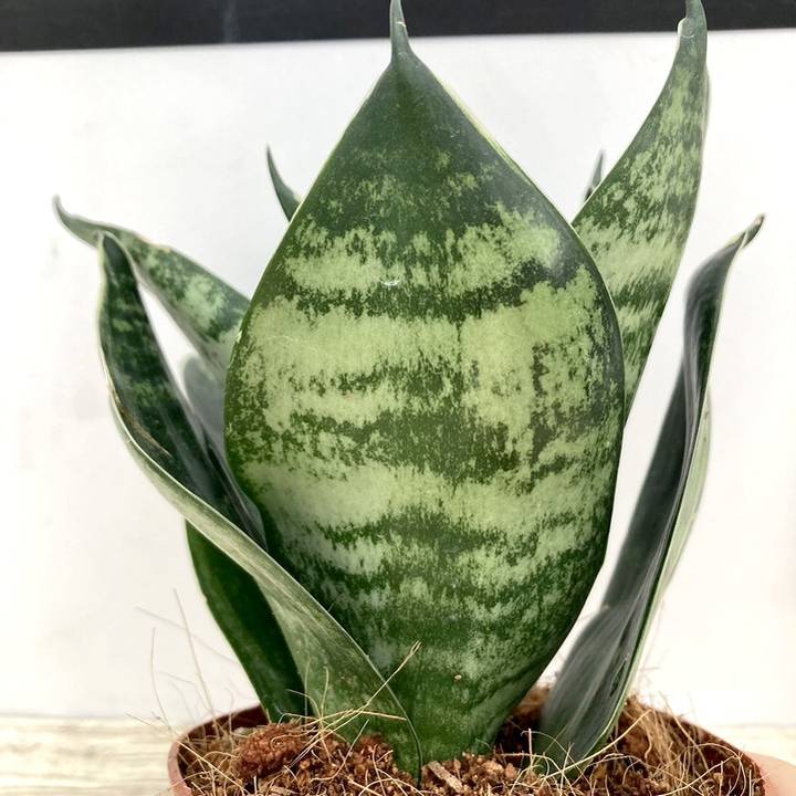 期間限定10％OFF！】サンスベリア 3.5号 グリーンハニー 生産鉢仕様