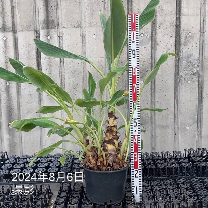 地湧金蓮（チユウキンレン） 10号｜s200｜草花04-PA | 草花,[多年草