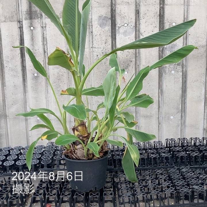 地湧金蓮（チユウキンレン） 10号｜s200｜草花04-PA | 草花,[多年草
