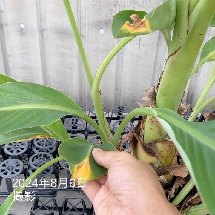 地湧金蓮（チユウキンレン） 10号｜s200｜草花04-PA | 草花,[多年草