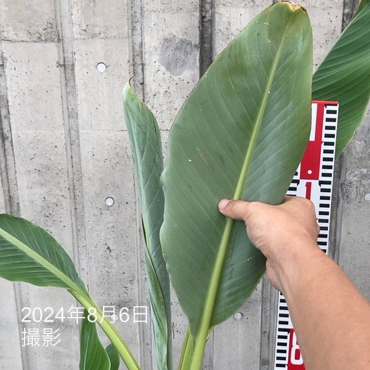 地湧金蓮（チユウキンレン） 10号｜s200｜草花04-PA | 草花,[多年草