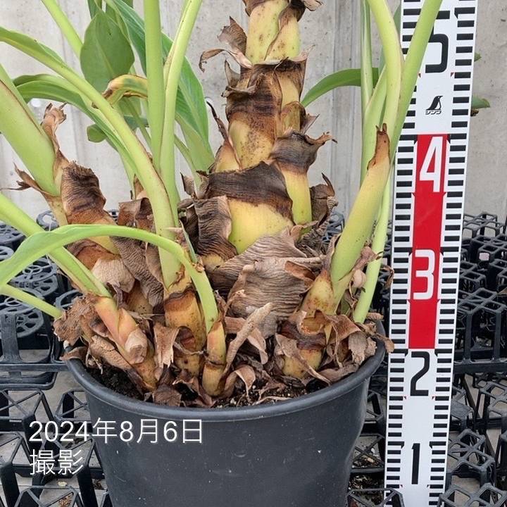 地湧金蓮（チユウキンレン） 10号｜s200｜草花04-PA | 草花