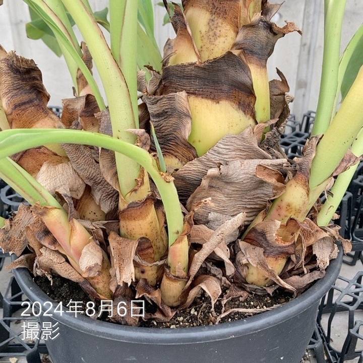 地湧金蓮（チユウキンレン） 10号｜s200｜草花04-PA | 草花,[多年草