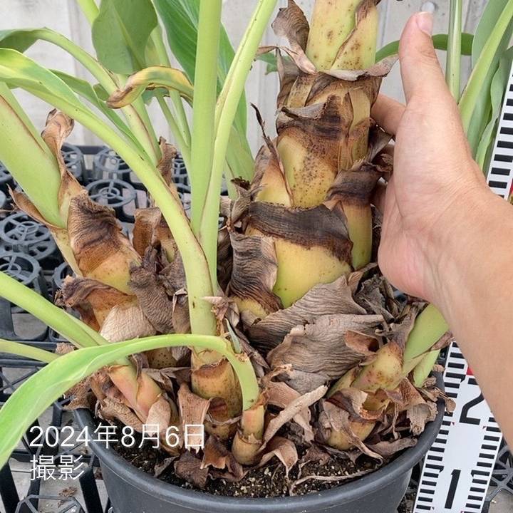 地湧金蓮（チユウキンレン） 10号｜s200｜草花04-PA | 草花