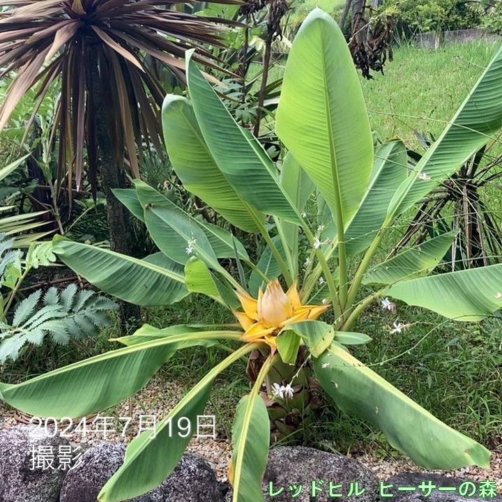 地湧金蓮　チユウキンレン 地湧金蓮（チユウキンレン） 10号｜s200｜草花04-PA | 草花