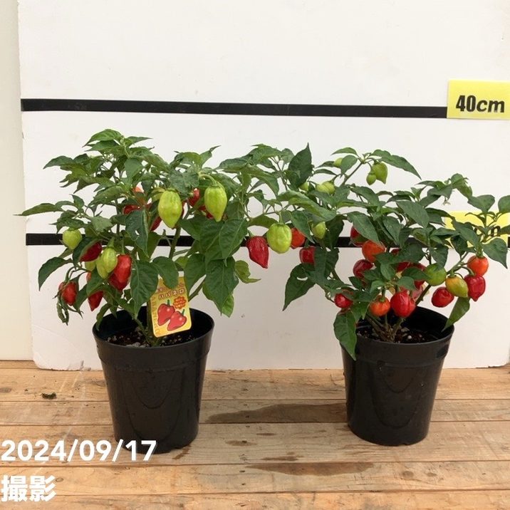 実付き＞激辛とうがらし ハバネロ 5号×2鉢セット｜草花10-TU