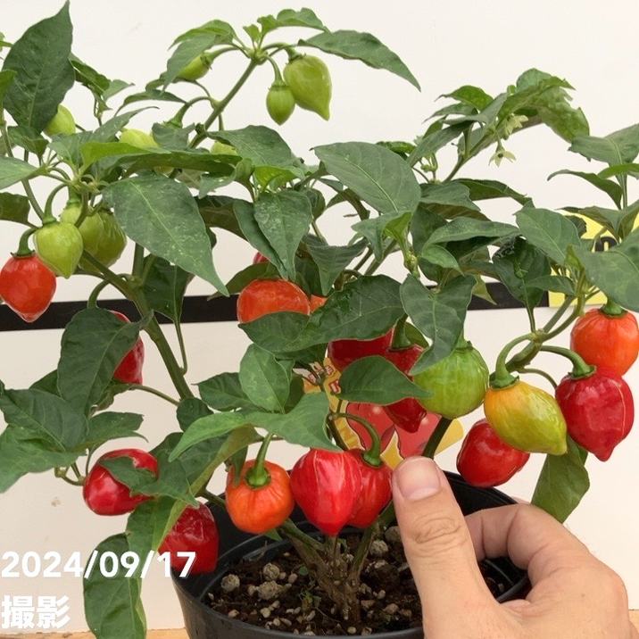 実付き＞激辛とうがらし ハバネロ 5号×2鉢セット｜草花10-TU