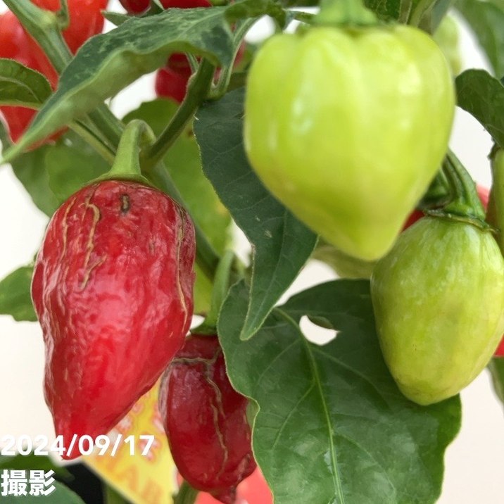 実付き＞激辛とうがらし ハバネロ 5号×2鉢セット｜草花10-TU