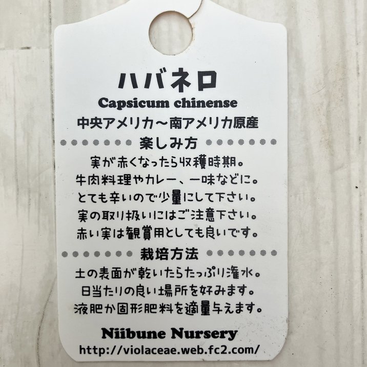 実付き＞激辛とうがらし ハバネロ 5号×2鉢セット｜草花10-TU