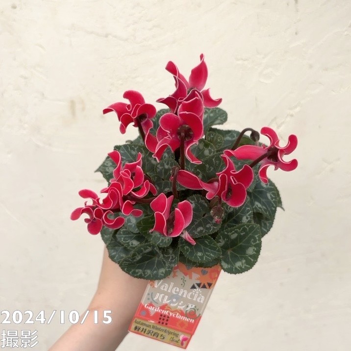 ガーデンシクラメン バレンシア 3号×3株セット｜草花04-PA