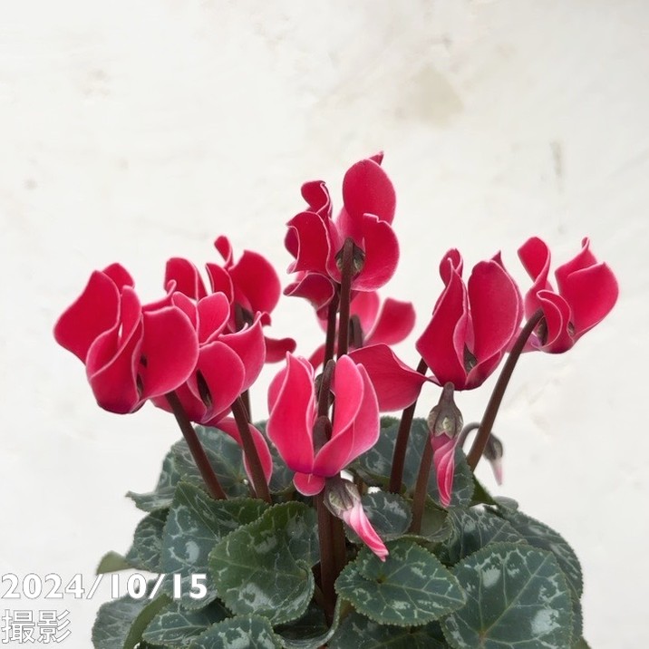 ガーデンシクラメン バレンシア 3号×3株セット｜草花04-PA | 草花