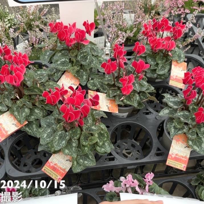 ガーデンシクラメン バレンシア 3号×3株セット｜草花04-PA | 草花