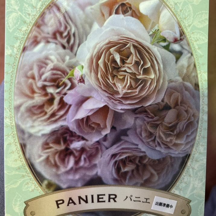 和バラニ苗 bara-2025root-4go.jpg