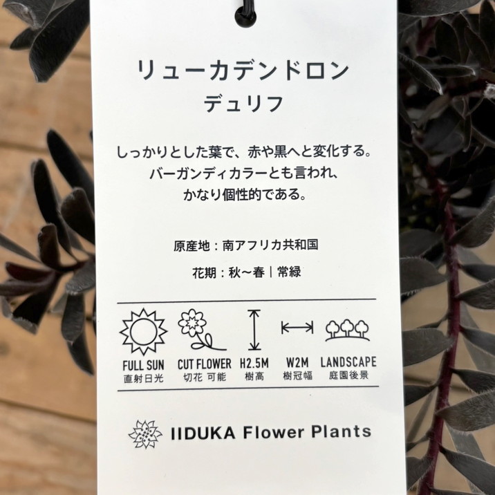 リュウカデンド黄（切花です） リューカデンドロン・イエローデビル 【庭木 5号鉢 花木苗／1個