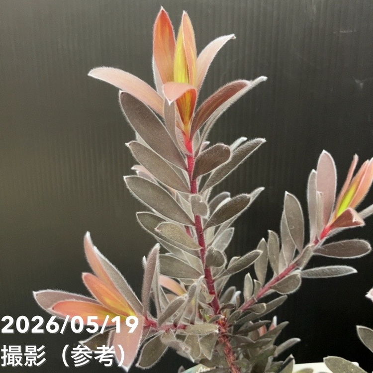 リューカデンドロン デュリフ 5号｜花木10-TU | 花木・庭木 | 赤塚