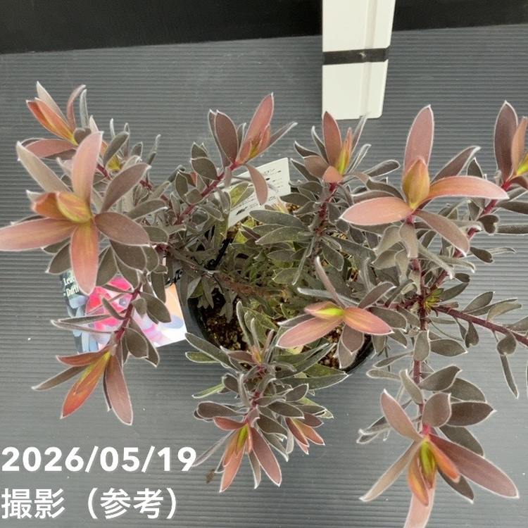 リューカデンドロン デュリフ 5号｜花木10-TU | 花木・庭木 | 赤塚