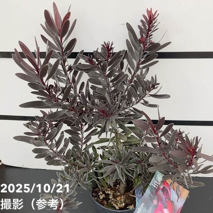 リューカデンドロン デュリフ 5号｜観葉10-TU | 観葉・多肉