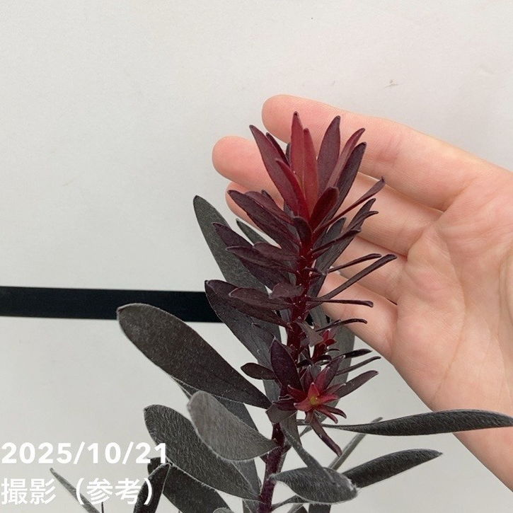 リューカデンドロン デュリフ 5号｜花木10-TU | 花木・庭木 | 赤塚