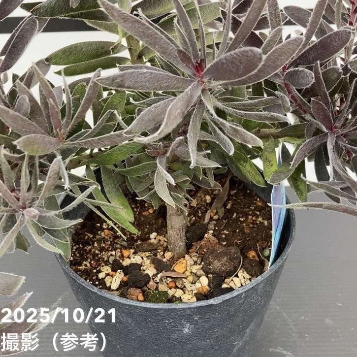 リューカデンドロン デュリフ 5号｜花木10-TU | 花木・庭木 | 赤塚