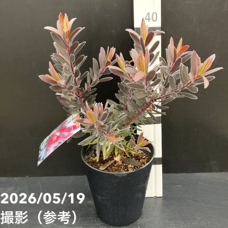 リューカデンドロン デュリフ 5号｜花木10-TU | 花木・庭木 | 赤塚