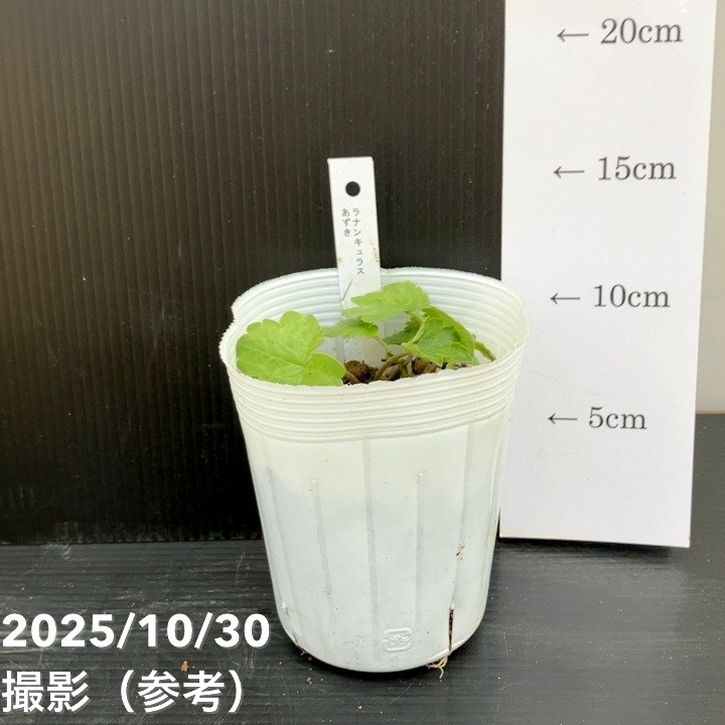 お買い得】ラナンキュラス ランドセルシリーズ 3.5号 ソルトムーン