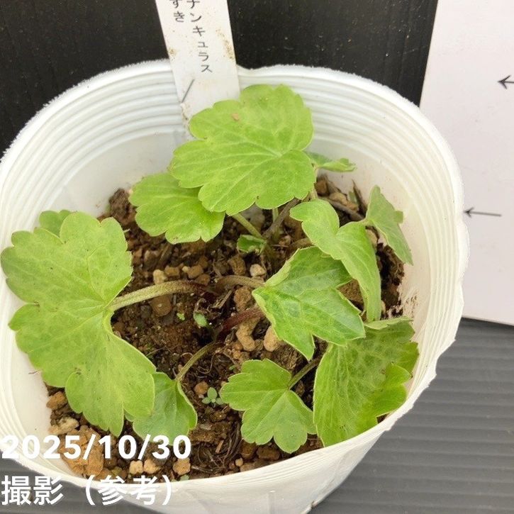 お買い得】ラナンキュラス ランドセルシリーズ 3.5号 ソルトムーン