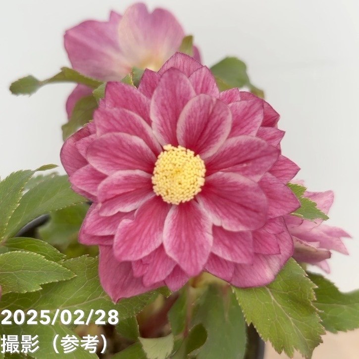 広瀬園芸】クリスマスローズオーレア系ピンクベインdd