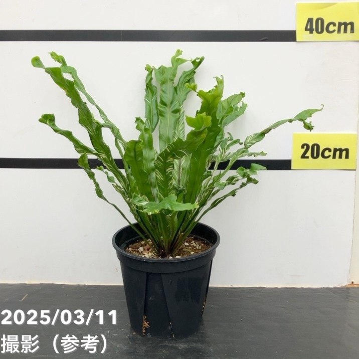 アスプレニウム ニダス バリエガータ 5号｜観葉04-PA | 観葉・多肉