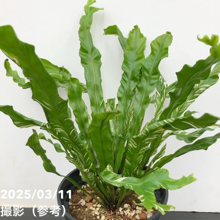 観葉植物寄植え　着生エアープランツ アスプレニウム壁掛け植物 光触媒 光の楽園 エアープランツW(ポリ製)【インテリア 人工観葉