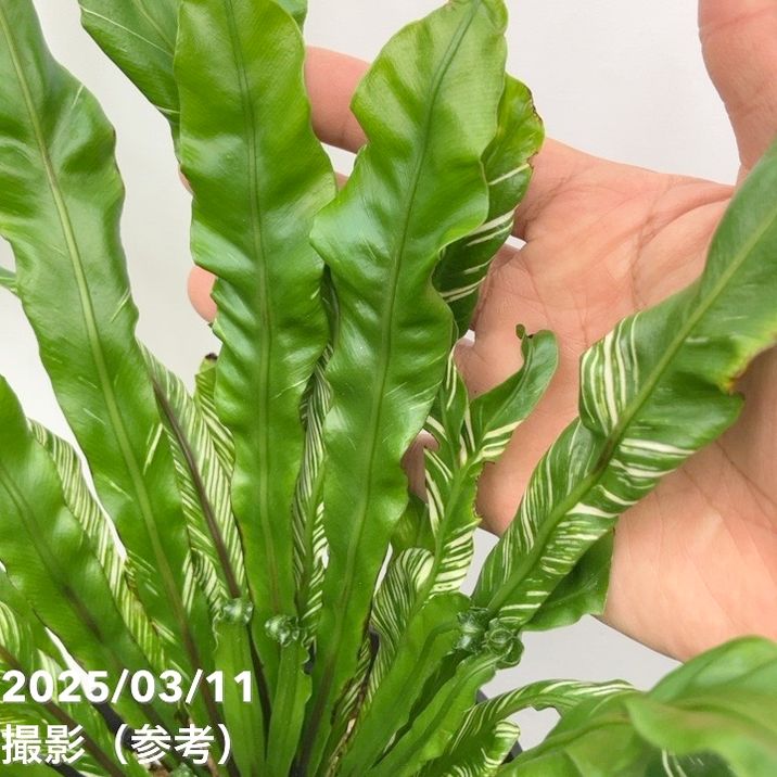 アスプレニウム ニダス バリエガータ 5号｜観葉04-PA | 観葉・多肉
