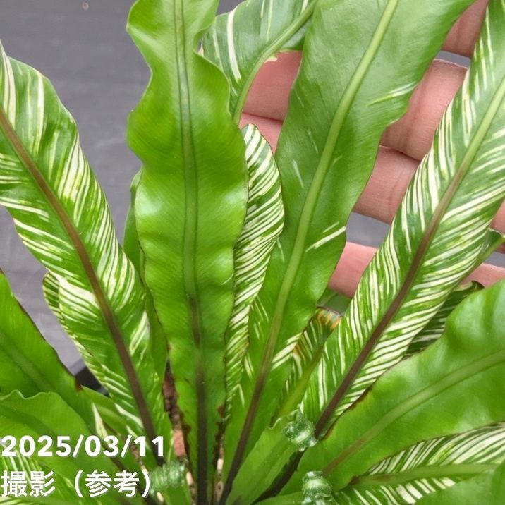 アスプレニウム ニダス バリエガータ 5号｜観葉04-PA | 観葉・多肉