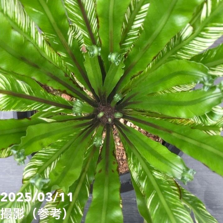 アスプレニウム ニダス バリエガータ 5号｜観葉04-PA | 観葉・多肉