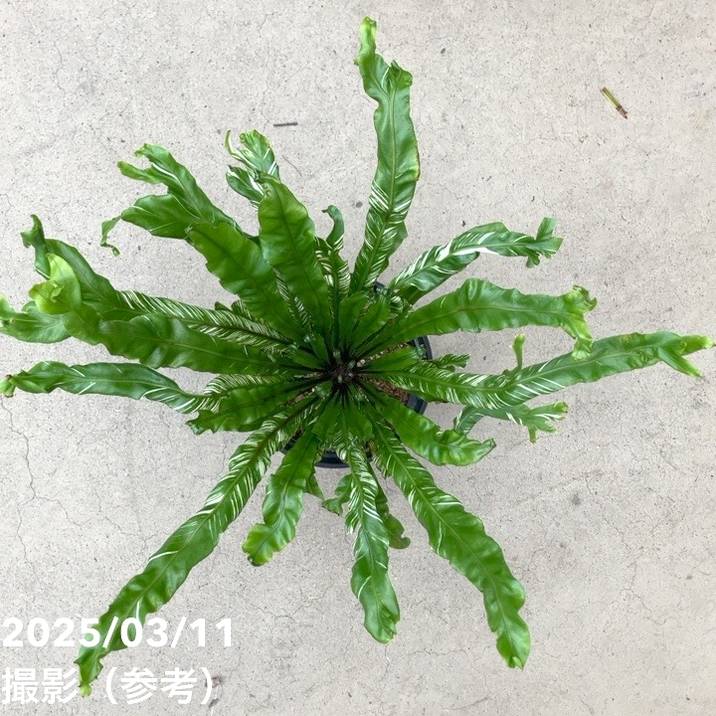 アスプレニウム ニダス バリエガータ 5号｜観葉04-PA | 観葉・多肉