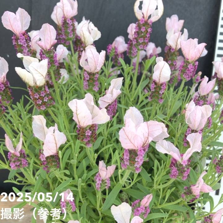 ラベンダー ラヴェアンナ ピンクロリポップ 5号｜草花04-PA | 草花