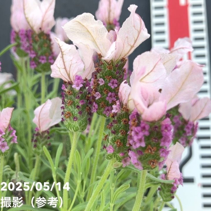 ラベンダー ラヴェアンナ ピンクロリポップ 5号｜草花04-PA | 草花