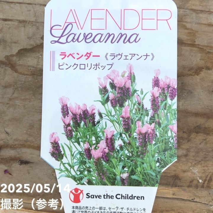 ラベンダー ラヴェアンナ ピンクロリポップ 5号｜草花04-PA | 草花