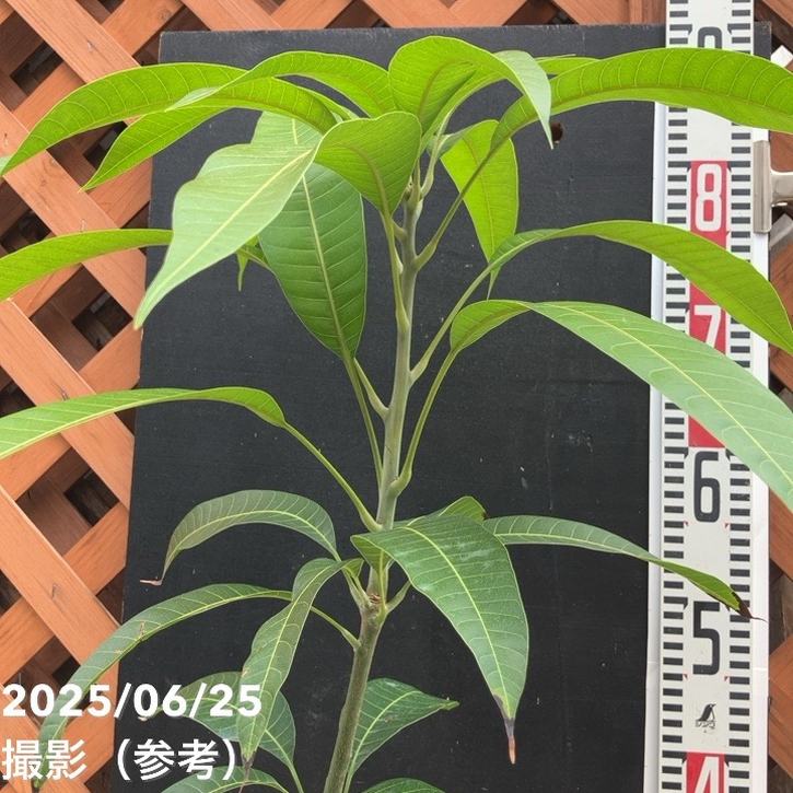 マンゴーの木 玉文（ギョクブン）5.5号｜果樹04-PA | 果樹 | 赤塚